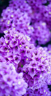 Nature Wallpaper Iphone Flowers Purple Wallpaper Nature Flowers Iphone Wallpaper Purple Flower Purple Flowers Wallpaper