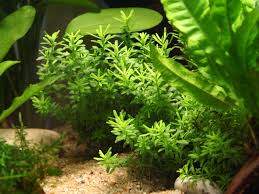 Image result for Mayacaceae