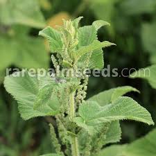 Image result for Urtica