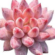 Image result for Cyphostemma quinatum