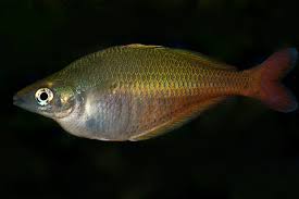 Image result for Blepharis buchneri