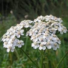 Yarrow Achillea Millefolium Herbal Healing Inc