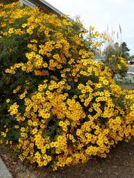 Garlic is a popular allium that has seasoned dishes for thousands of years. Tagetes Lemmonii Mexican Marigold Buy Online At Annie S Annuals