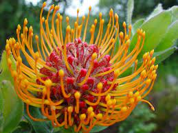 Leucospermum Pincushion Proteaceae Native To Zimbabwe And South Africa Africa Plant Life South Africa