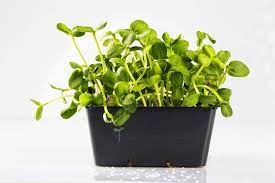 Organic Sunflower Seeds Unhulled Microgreen Shop Com