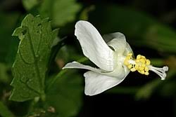 Image result for Hibiscus meyeri