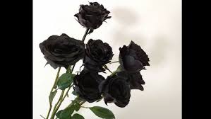 Check spelling or type a new query. Unik Dan Legendaris Berikut Fakta Mawar Hitam Yang Hanya Dianggap Mitos Era Id