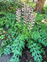 Image result for Acanthus