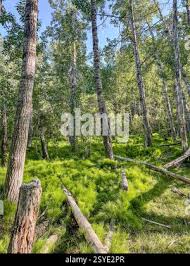 Image result for Brazzeia longipedicellata