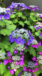 Lacecap Hydrangea Most People Prefer The Snowball Type Of Hydrangea But I Like The Lacecaps Like All Hydrangeas Plants Types Of Hydrangeas Planting Flowers