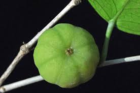 Image result for Heywoodia