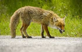 Fox tv canlı izle, fox tv hd kesintisiz yayınını ücretsiz olarak direk izleyebileceğiniz internet sayfasıdır. Rockingham Confirms First 2021 Rabies Case In Fox News Greensboro Com