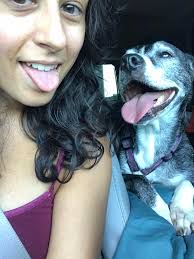 Protecting dogs from hot pavement burns