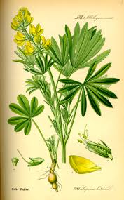 Bestellen sie noch heute ihre lupinen samen. Lupinen Wikipedia