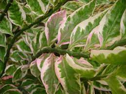 Garden Chronicles Zig Zag Plant Jacobs Ladder Plant Plants Plant Care Houseplant