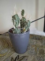Not every cactus needs a new container, but fresh soil is a good idea. How To Care For Paper Spine Cactus The Green Experiment Company