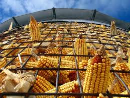 Fermierii care doresc să primească mai mulți bani la subvenție se pot orienta pentru a introduce în schema fermei lor și aceste culturi agricole. Romania Singura Å£arÄ Din Europa Unde Fermierii SeamÄnÄ Porumb Din PÄtul