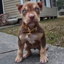 Pit bull terrier · brooklyn, ny. Tri Pitbull Puppy For Sale Tri Pitbull For Sale Florida