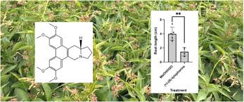 Image result for Vincetoxicum conspicuum