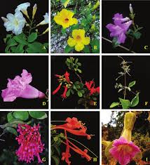 Image result for Bignoniaceae