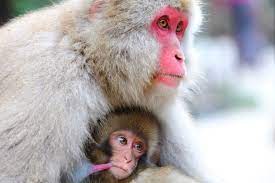 See more ideas about arctic monkeys, arctic, the last shadow puppets. The Snow Monkeys Faq Snow Monkey Resorts
