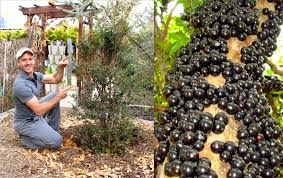 Proper pruning is vital to fruit tree health. How To Plant Grow A Jabuticaba Tree Brazilian Grape Grape Tree Plant Growing Grapes
