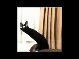 Distorted Black Cat Meme Content Aware Scale Youtube Black Cat Memes Cat Memes Black Cat Aesthetic