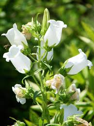 Roses, seasonal flowers and mixed bouquets available online for all occasions. Campanula Medium Canterbury Bells Coventry Bells Cup And Saucer North Carolina Extension Gardener Plant Toolbox