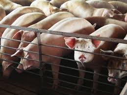 Number of animals slaughtered per day. Millions Of Animals Are Being Euthanized Due To Meat Plant Closures Vox