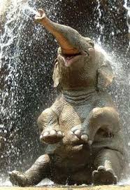 Win Elephants Are Excellent Cute Animals Happy Animals Happy Elephant