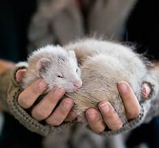 Sugar gliders, aka sugar bears, may steal hearts online and in person, but their very appeal is also their downfall. Fancy Mouse Care Sheet Supplies Petsmart