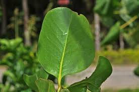 Image result for Sonneratia alba