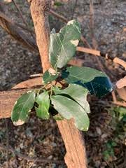 Image result for Hippocratea africana