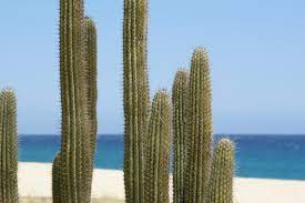 Anyone ever tried it though? Free Images Beach Sand Ocean Shoreline Botany Dessert Cacti Vegetation Thorns Caryophyllales Cactuses Flowering Plant Grass Family Plant Stem Land Plant Arecales Hedgehog Cactus 3576x2384 1111885 Free Stock Photos Pxhere