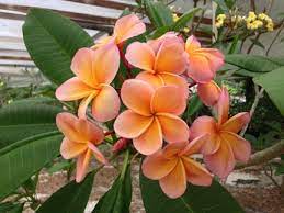 Pin On Plumerias