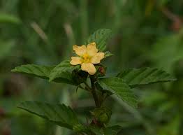 Image result for Malvastrum coromandelianum