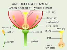 Parts Of A Flower Biology Activity Ovaries