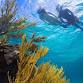 Coral Nursery Snorkeling: Explore Nassau's Reefs event image
