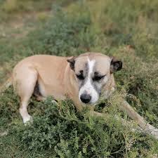 Unidad de Protección Animal Valle de Chalco