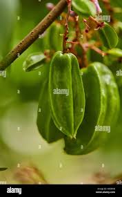 Image result for Phyllanthus acidus
