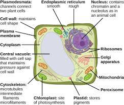 We did not find results for: 2 3 A Cell Is The Smallest Unit Of Life Environmental Biology