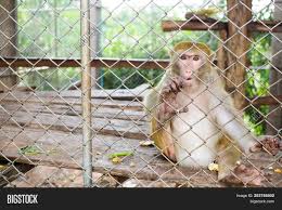 Image result for monkey caged