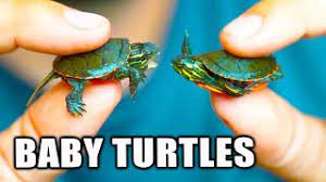 How To Catch Baby Turtles Part One Youtube
