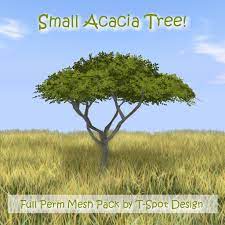 Do you think you have spotted a species of acacia in your yard or on a hike? Second Life Marketplace T Spot Mesh Small Acacia Tree Full Perm Li 5