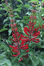 Image result for Erythrina × coddii