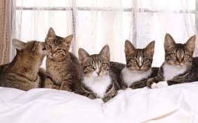 Have you known that a group of cats has a special name? A Group Of Cats Is Called A Glaring Entirely Appropriate In My Opinion Fact Beautiful Cats Cats American Bobtail Cat