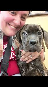 This puppy is getting so big! #canecorso #brindlecanecorso #dogsoftiktok