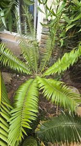 Image result for Encephalartos ngoyanus