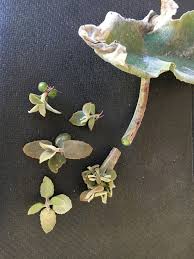 Succulent Trolls Coastal Gardening In Southern California Succulents Propagating Succulents Plants