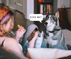Your pets mean everything to you, and you mean everything to them. All Pets Medical Center Llc é¦–é¡µ Facebook